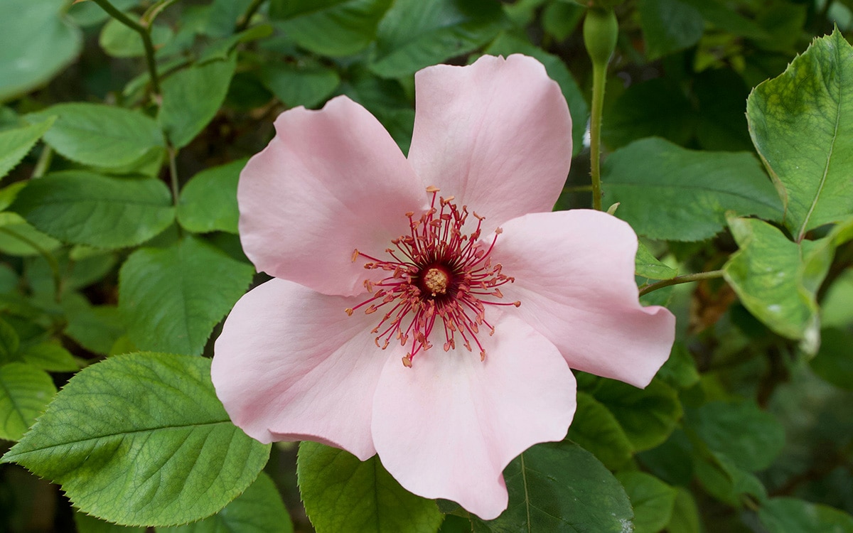Rose Dainty Bess