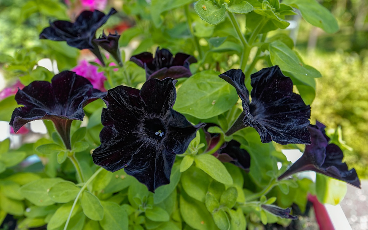 Petunia Black Velvet