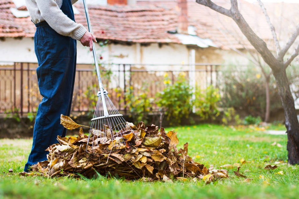 Best lawn rake