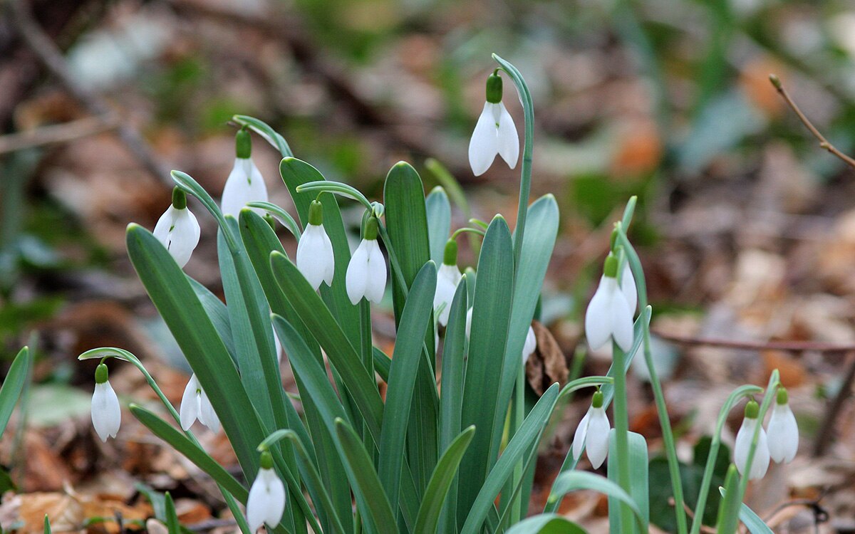 Galanthus elwesii