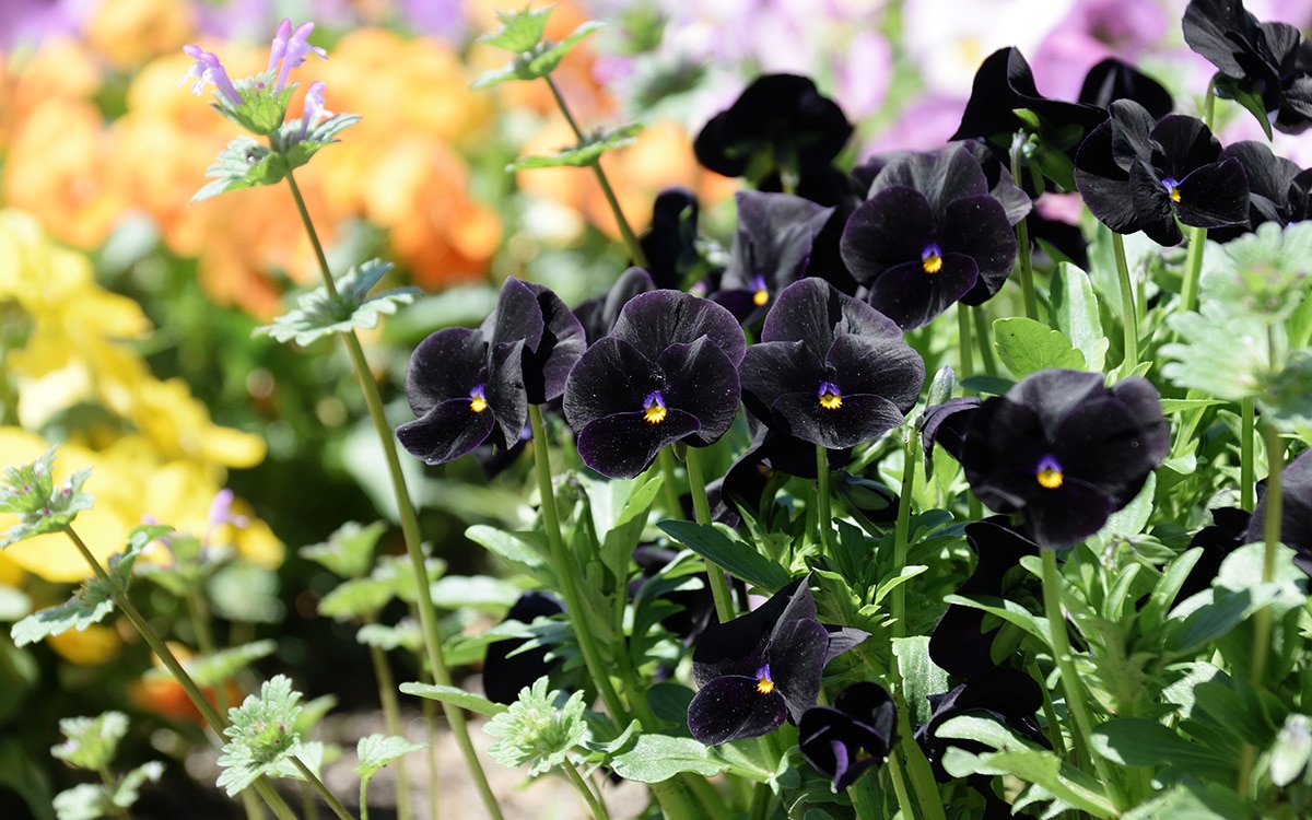 Viola Back to Black