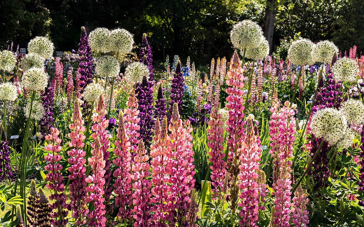 White alliums with globe-shaped flowers growing with the pink and purple flower spires of lupins