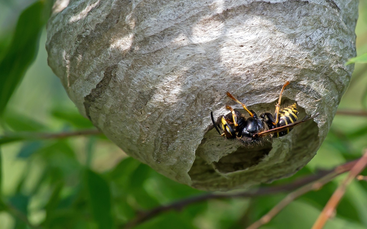 common wasps' nest