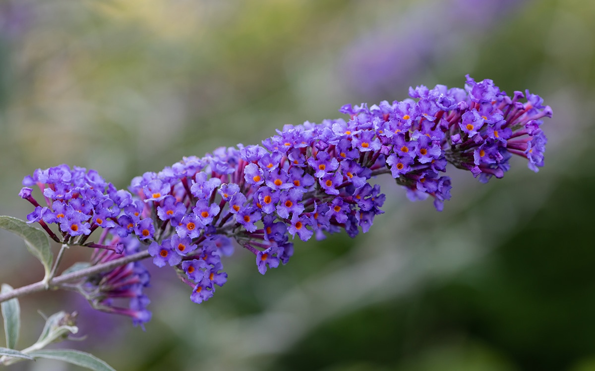 The mauve-blue flowers of 'Nanho Blue'