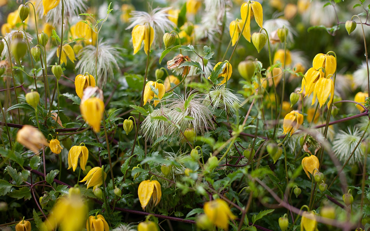 Yellow flowers and seedheads of Clematis tangutica