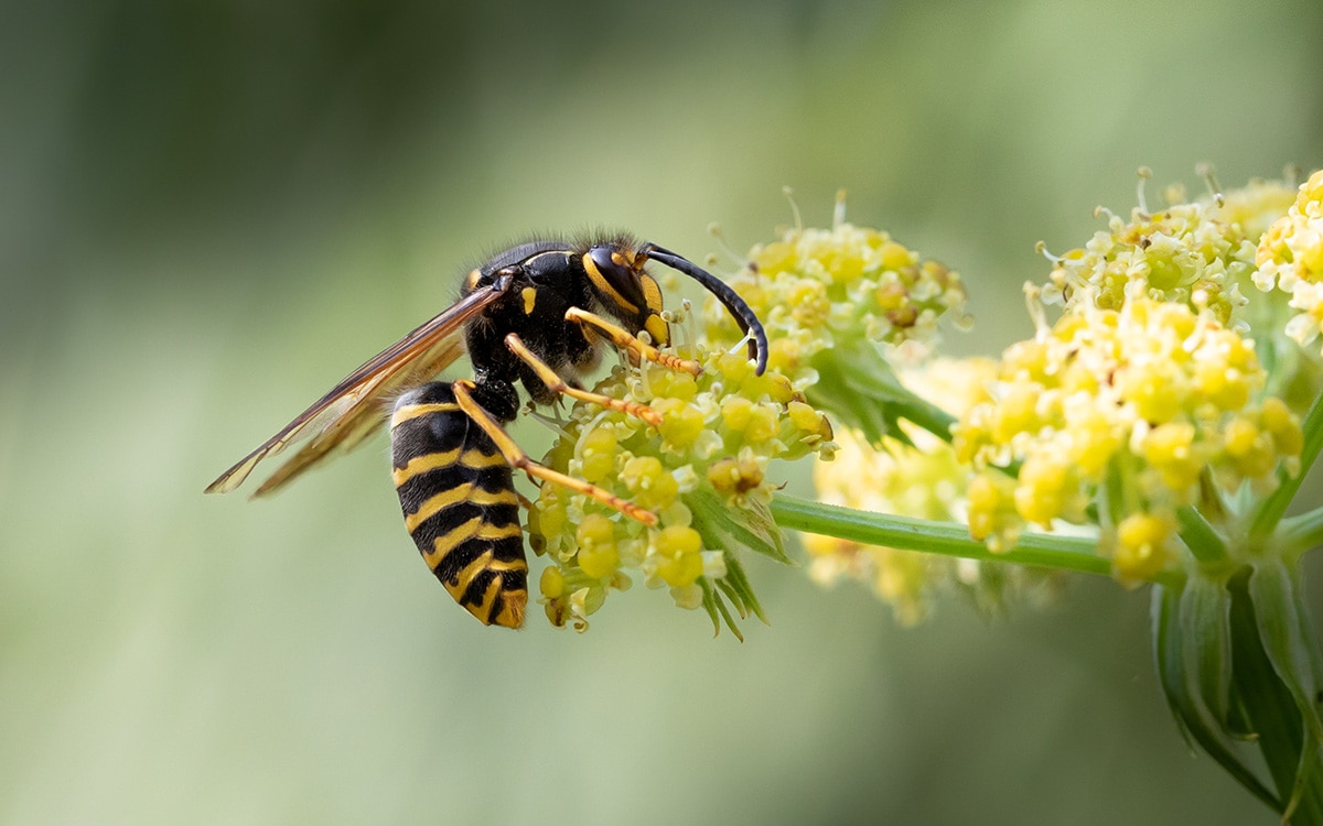 wasp on flower