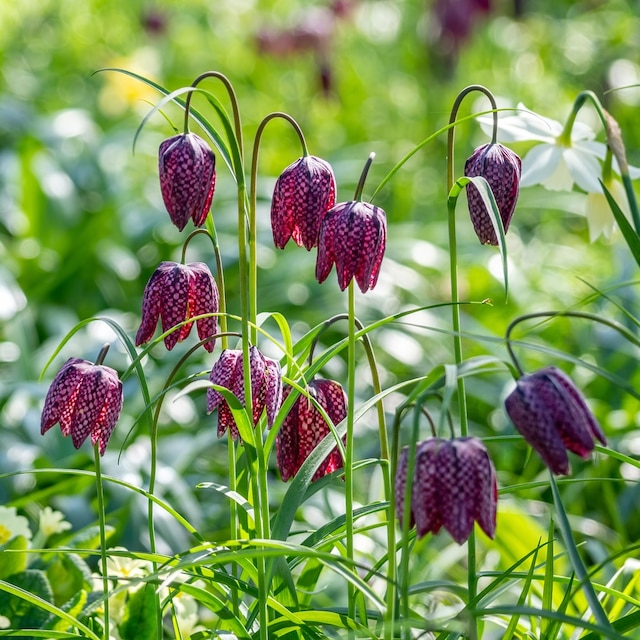 Fritillaria meleagris