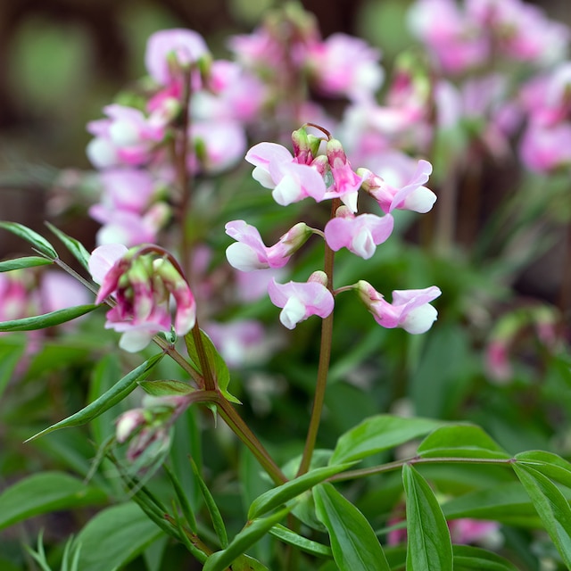Pale pink flowers of Lathyrus vernus Rosea