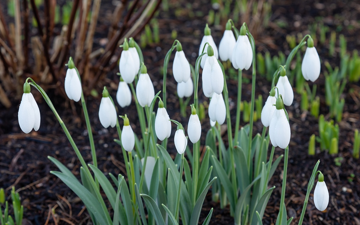Galanthus 'Mrs Macnamara'