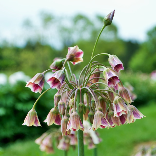 pendant pink bell-shaped flowers making up the flowerhead of Nectaroscordum siculum