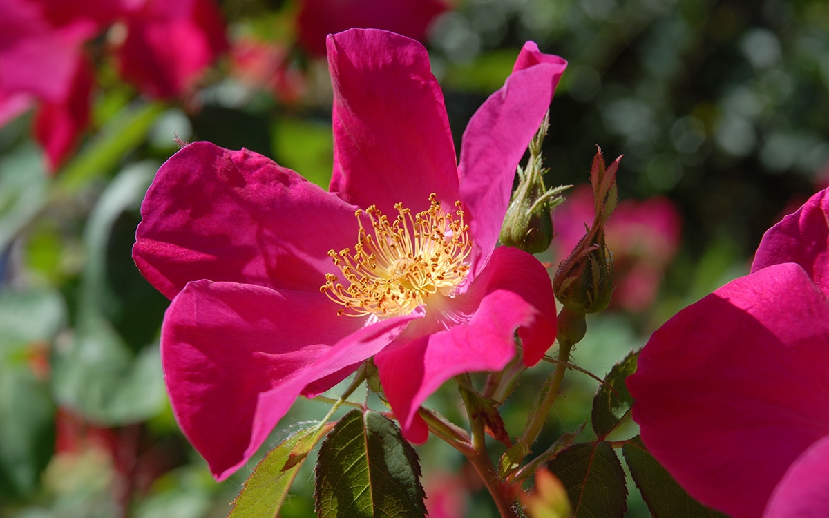 Rose Scarlet Fire Scharlachglut