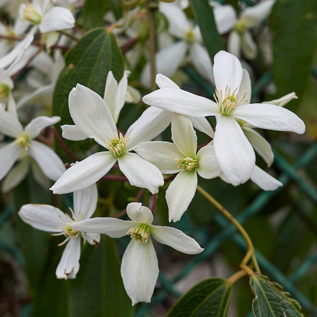 Starry white flowers and large leaves of Clematis armandi