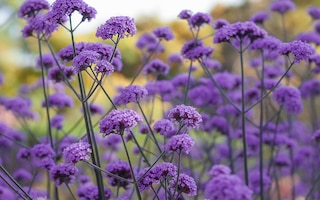 how to grow verbena