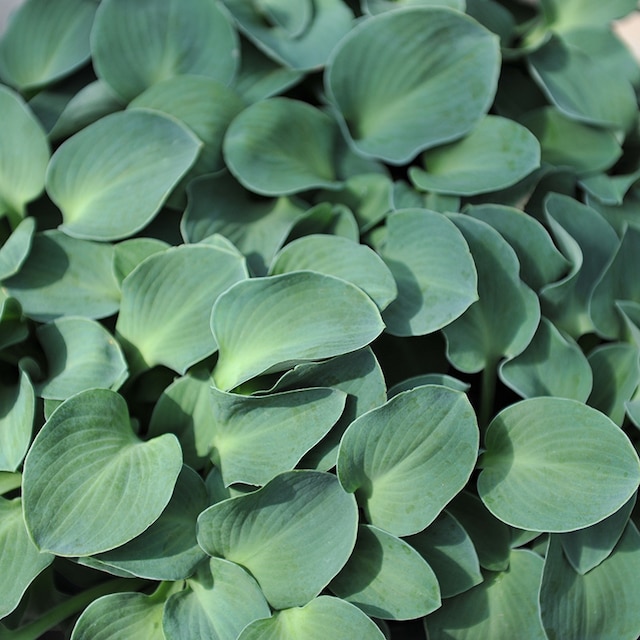 Hosta 'Blue Mouse Ears' 