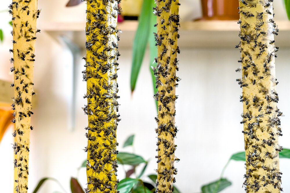 Yellow sticky traps