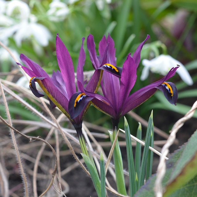 Purple flowers of Iris JS Dijt