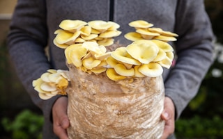 A crop of home-grown oyster mushrooms.