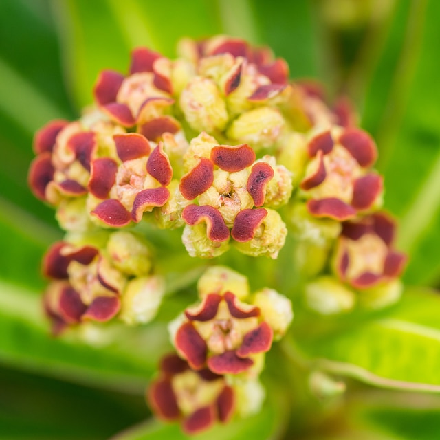 Close up of the red-brown flowers of Euphorbia mellifera