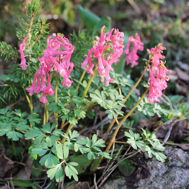 Pink flowers and ferny foliage of Corydalis 'Beth Evans'