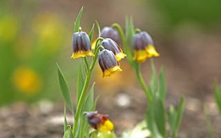 Fritillaria uva-vulpis