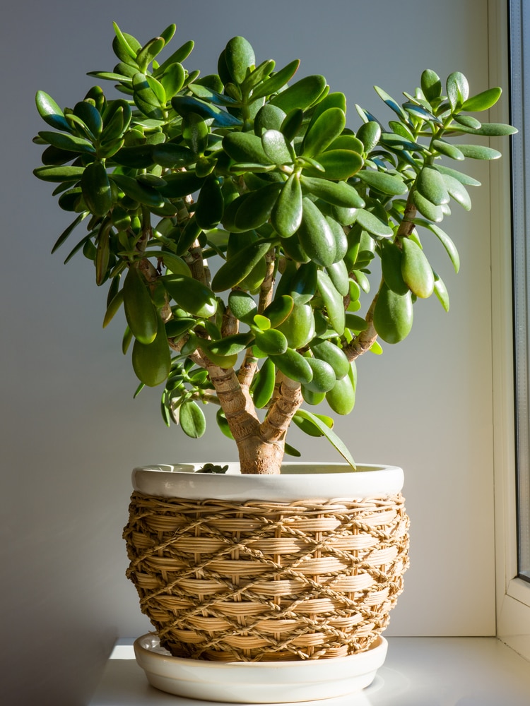 The best soil for a jade plant and how to pot it