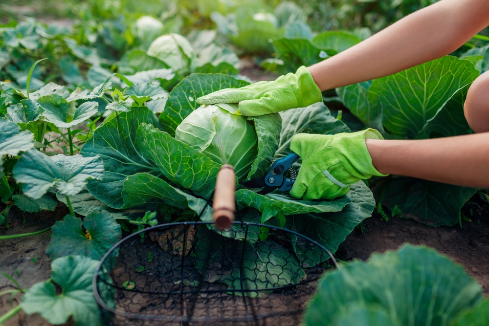 Gardener picking cabbage in summer garden