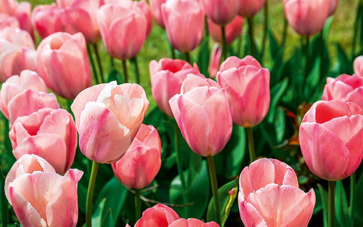 Salmon-pink flowers of tulip 'Apricot Impression'