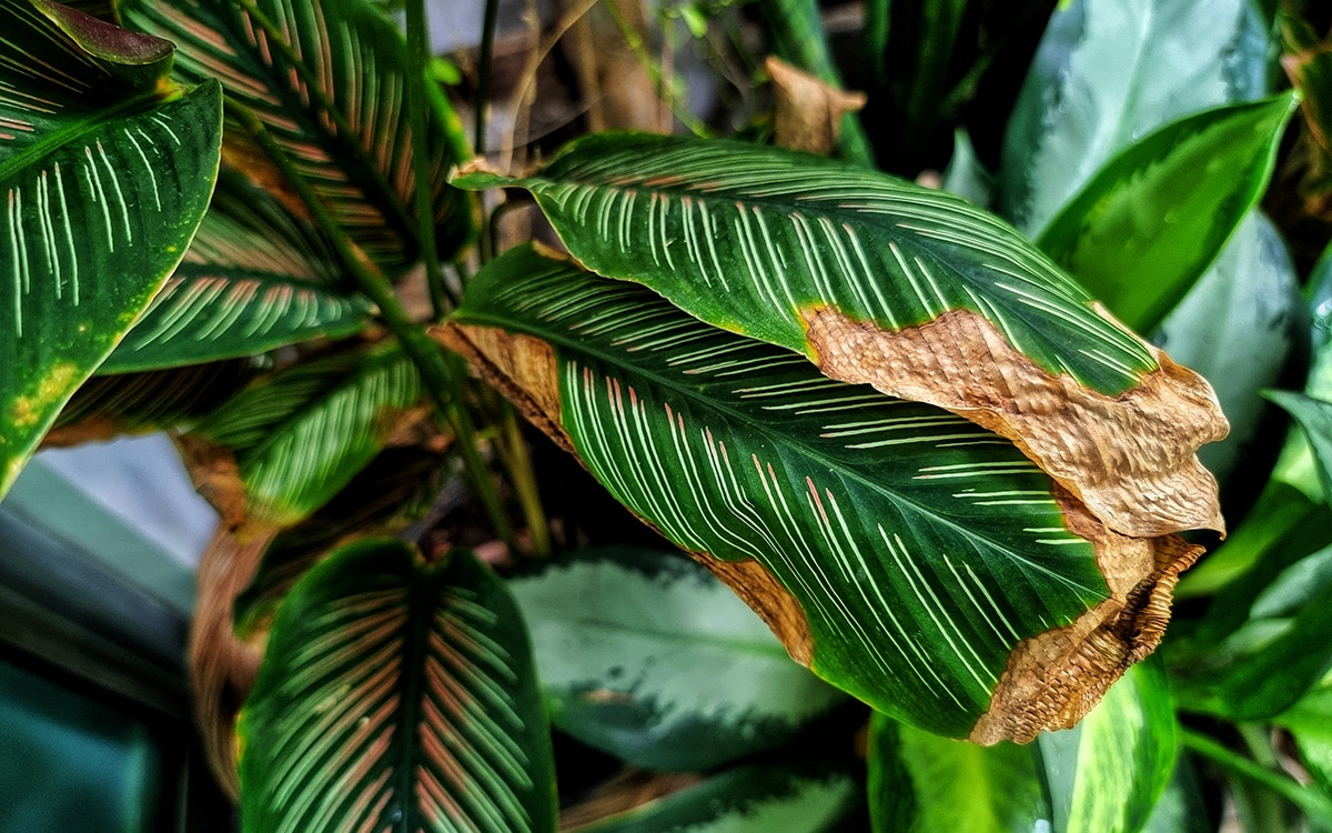 Common Indoor Plant Problems & How to Solve them The English Garden