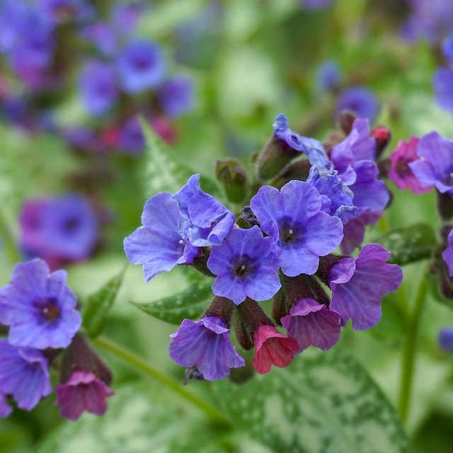 Blue flower head of Pulmonaria 'Blue Ensign'
