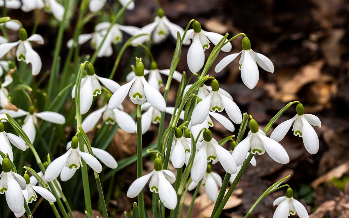 Galanthus 'Magnet'