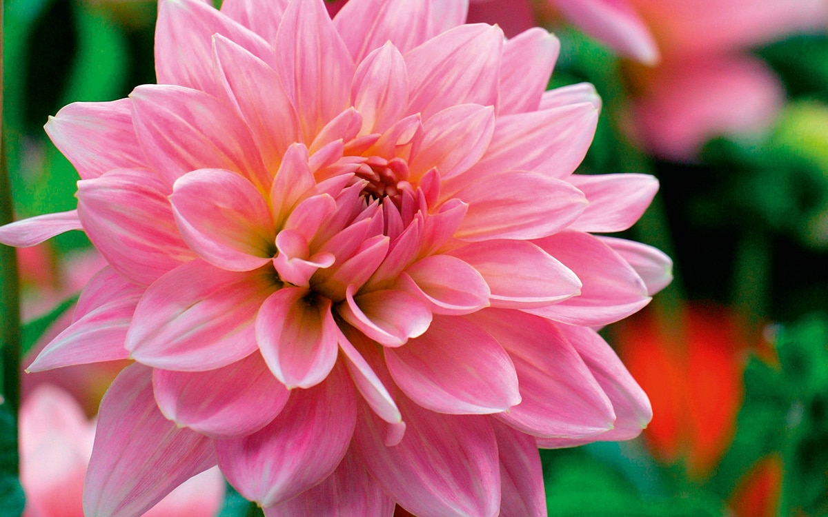 A large pink bloom of Dahlia 'Gerrie Hoek'