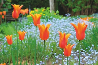 Tulipa ‘Ballerina’
