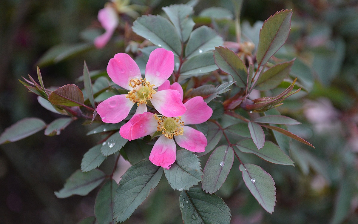 Rosa glauca