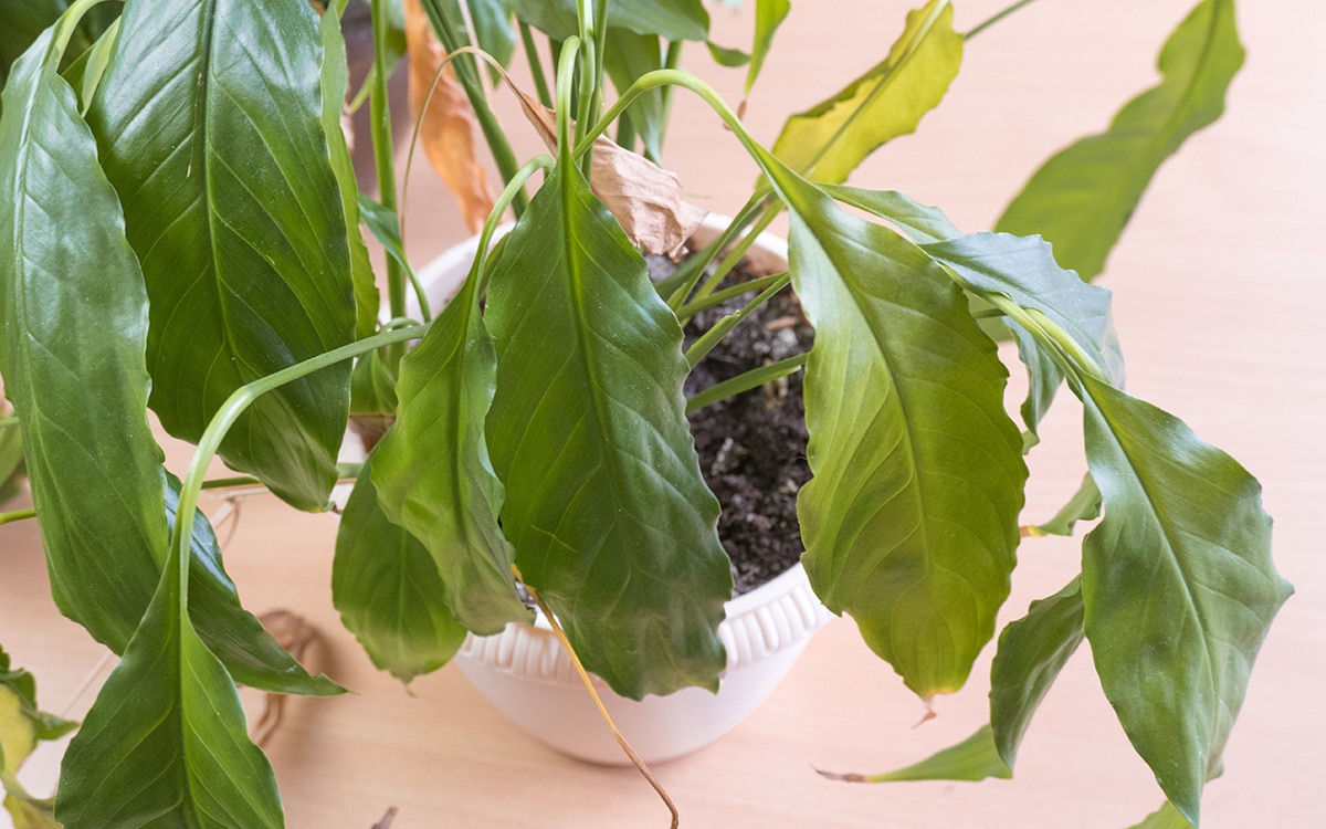 Common Indoor Plant Problems & How to Solve them The English Garden
