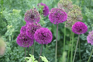 Allium hollandicum ‘Purple Sensation’