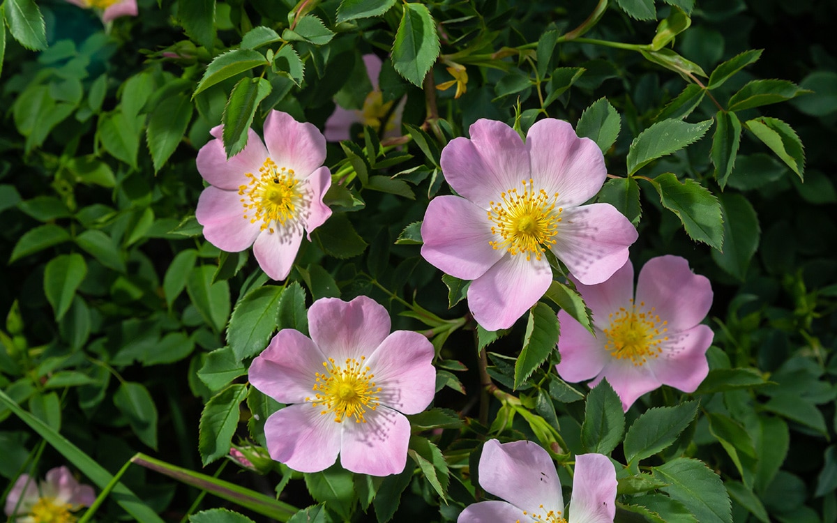 Rosa canina, dog rose