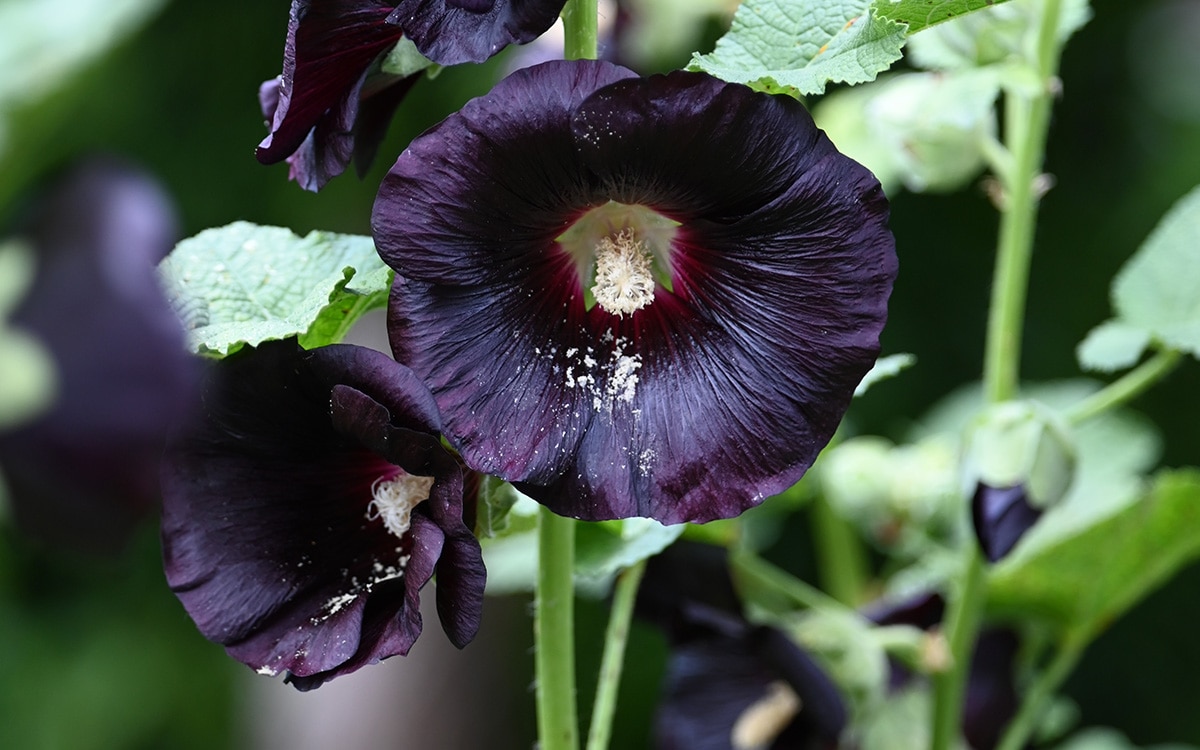 Hollyhock Alcea rosea Nigra