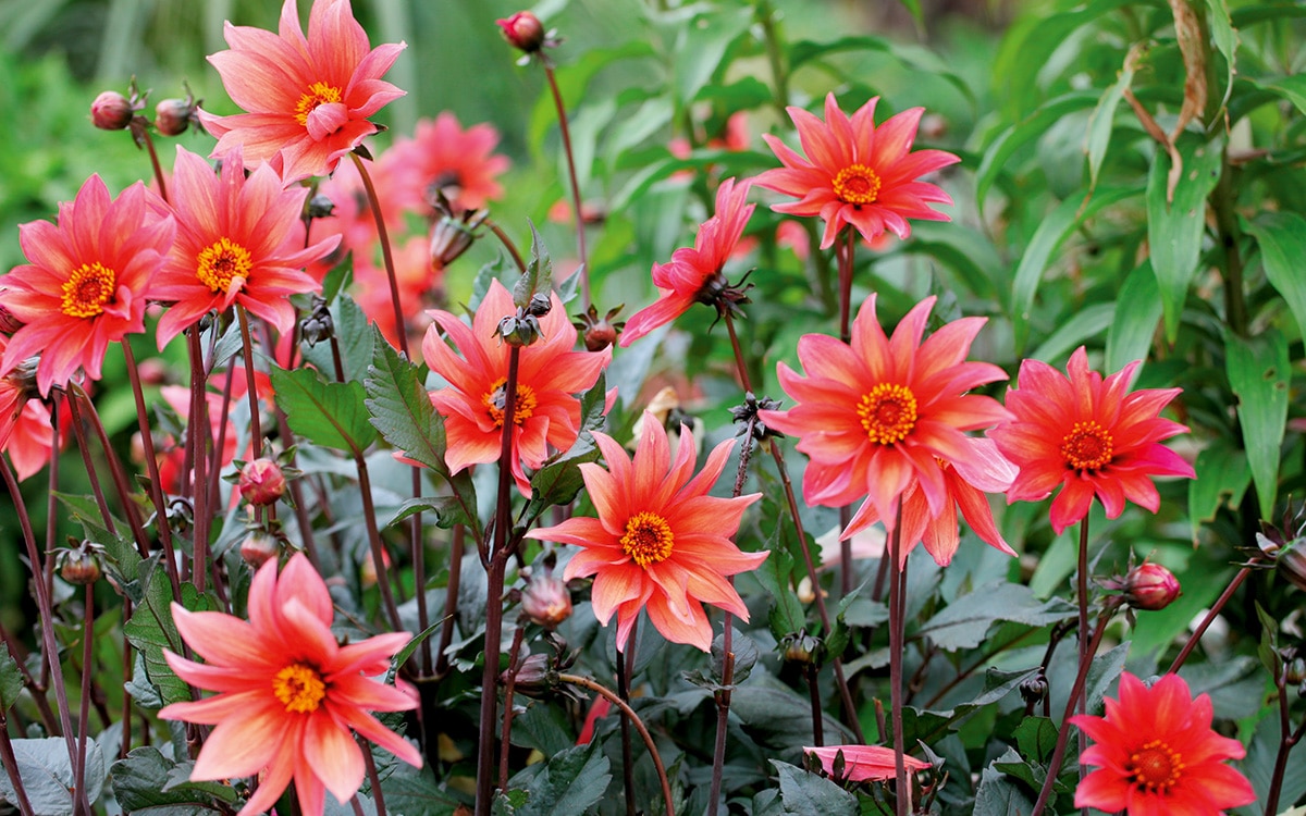 Coral flowers and dark purple foliage of Dahlia 'Waltzing Mathilda' 