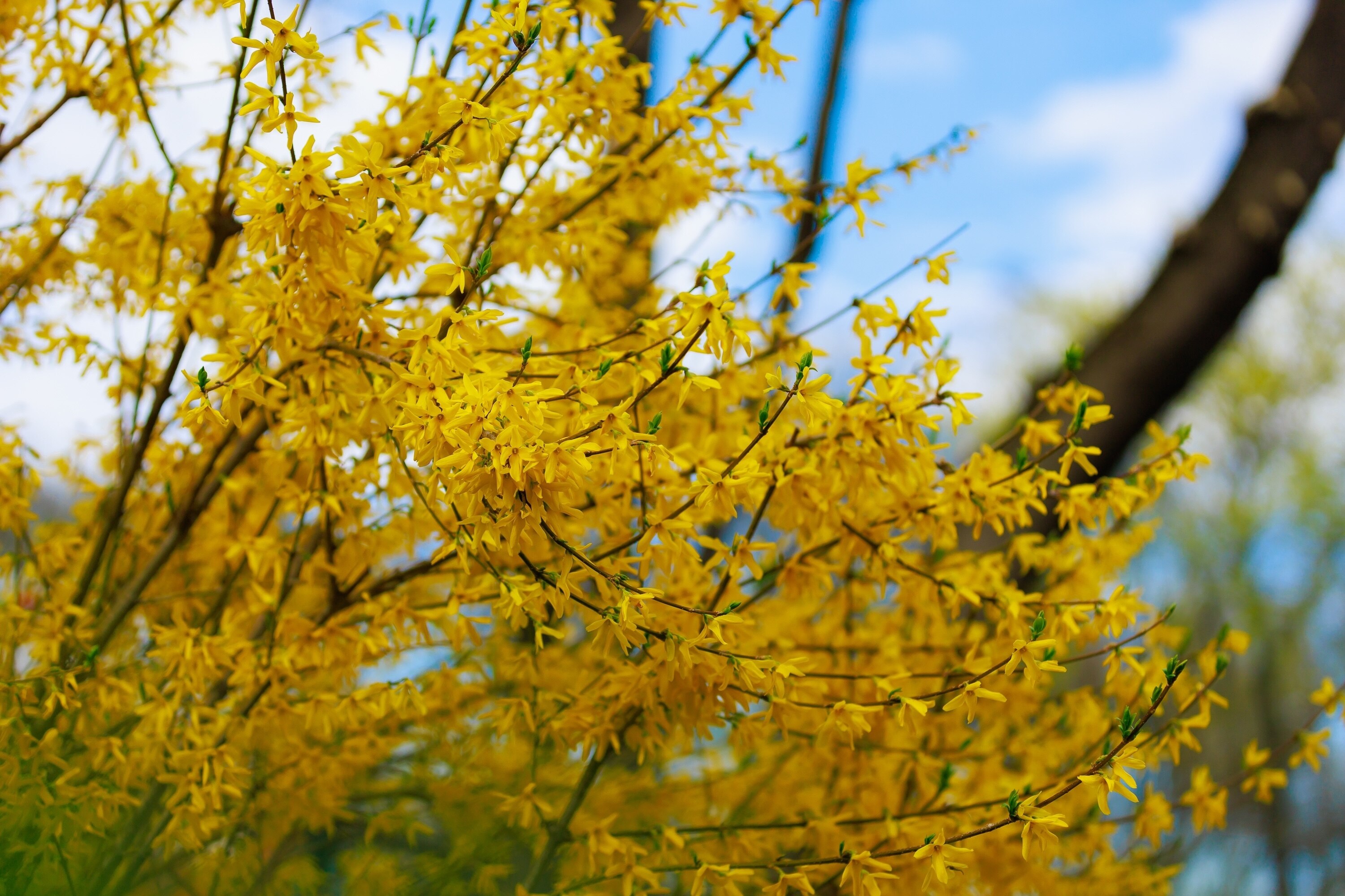 Yellow flowering Forsythia bush in spring
