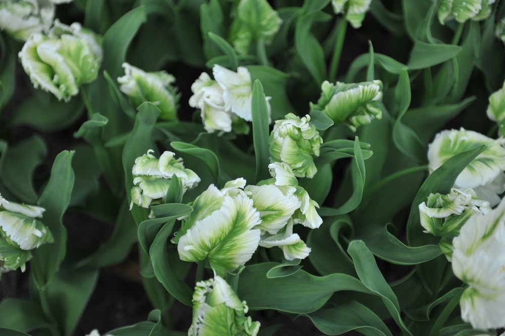 Parrot tulip