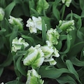 Parrot tulip 