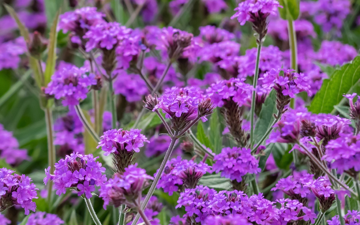 how to grow verbena