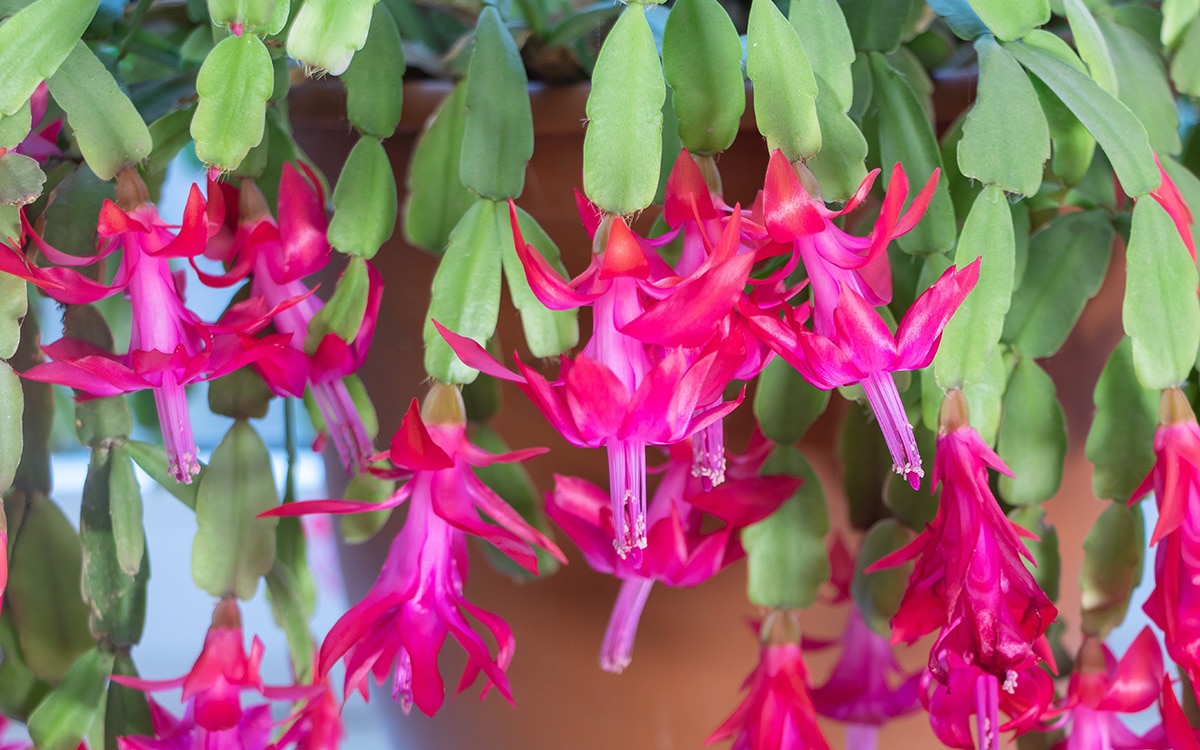 Common Indoor Plant Problems & How to Solve them The English Garden