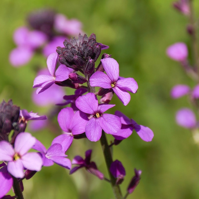 Purple flowers of Erysimum 'Bowles's Mauve'