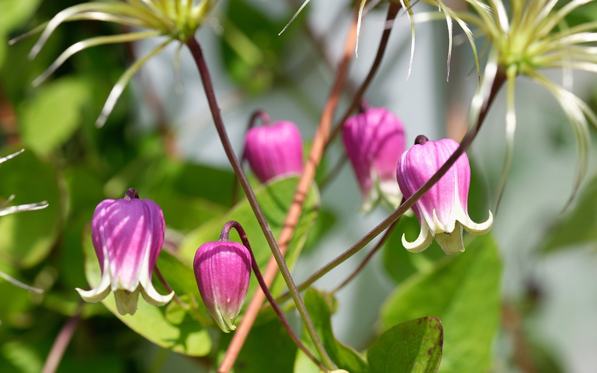 Bell-shaped flowers of Clematis viorna