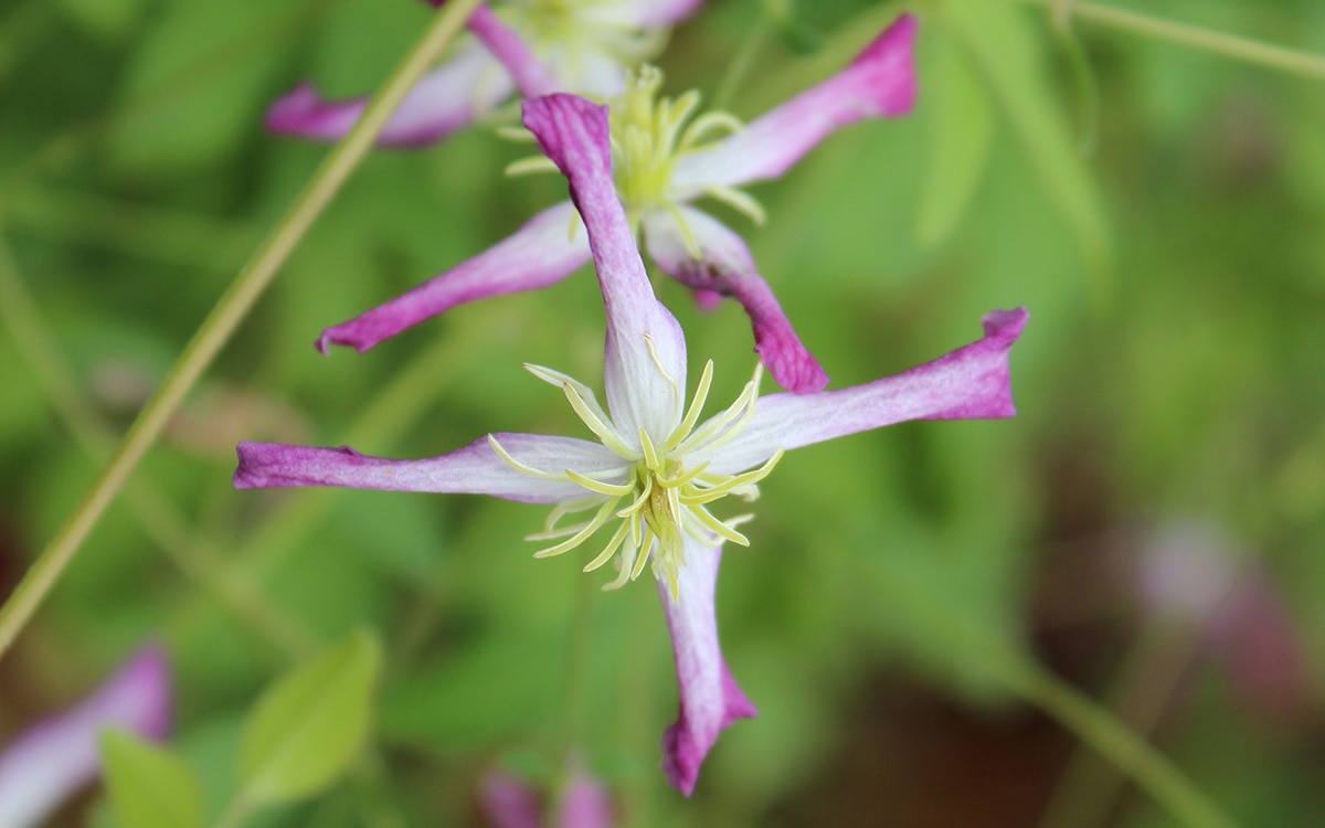 Clematis x triternata ‘Rubromarginata’