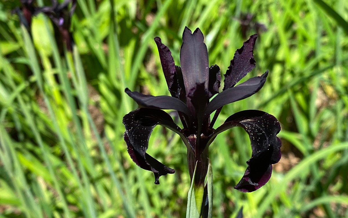 Iris chrysographes