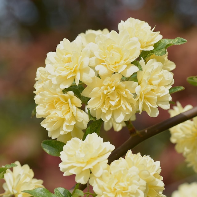 Clusters of yellow flowers on Rosa banksiae 'Lutea'