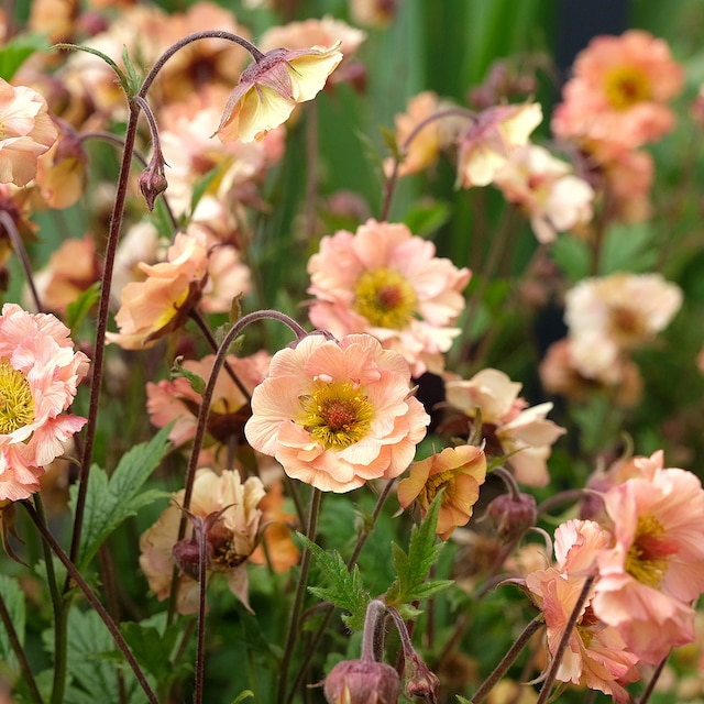 apricot peach flowers of Geum 'Mai Tai'