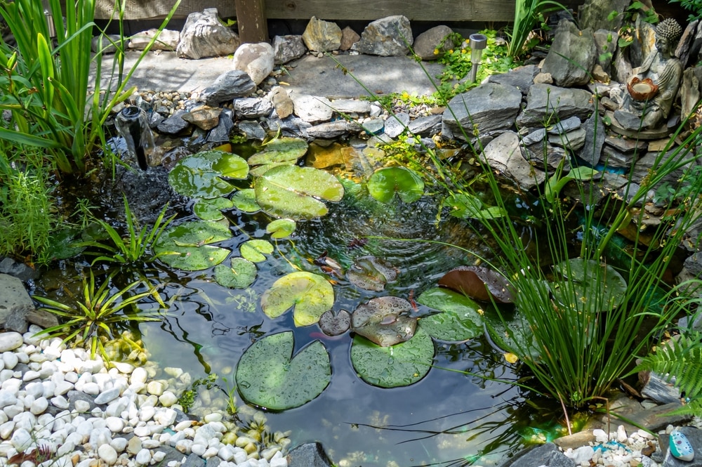 A garden pond can attract toads and newts. 